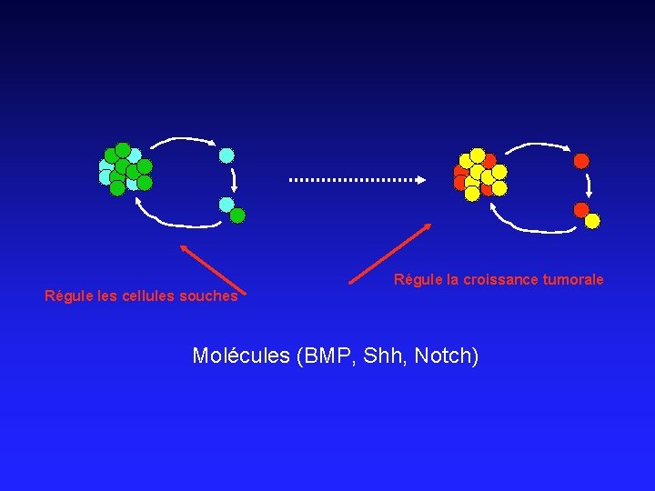 Régule la croissance tumorale Régule les cellules souches Molécules (BMP, Shh, Notch) 