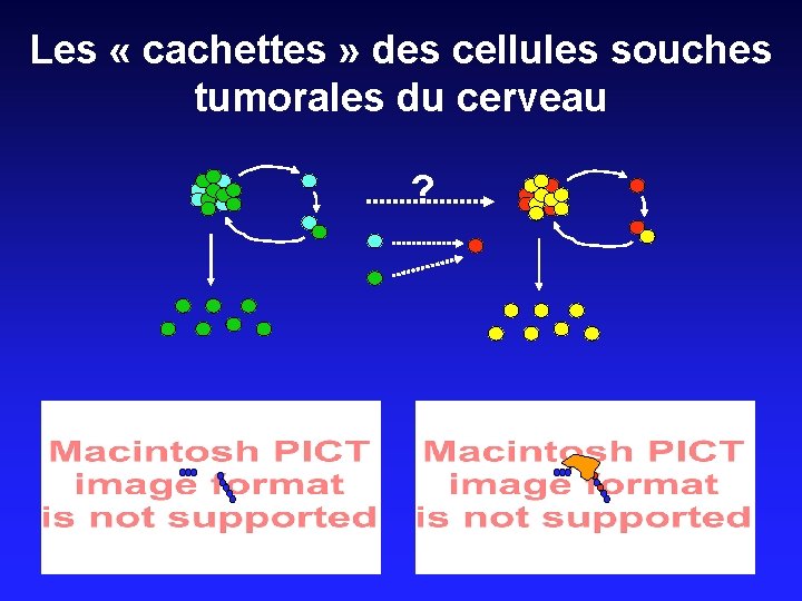 Les « cachettes » des cellules souches tumorales du cerveau ? 