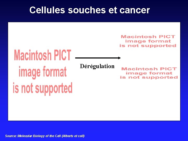 Cellules souches et cancer Dérégulation Source: Molecular Biology of the Cell (Alberts et coll)
