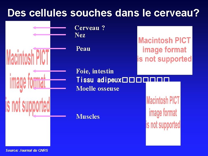 Des cellules souches dans le cerveau? Cerveau ? Nez Peau Foie, intestin Tissu adipeux�������