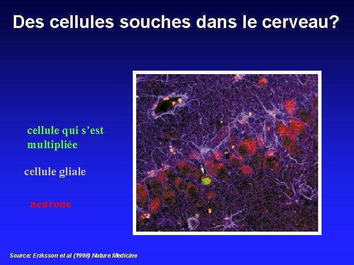 Des cellules souches dans le cerveau? cellule qui s’est multipliée cellule gliale neurone Source: