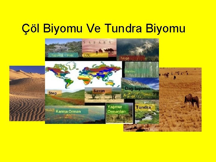 Çöl Biyomu Ve Tundra Biyomu 