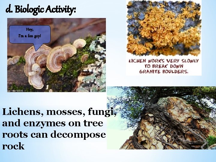 d. Biologic Activity: Hey, I’m a fun guy! Lichens, mosses, fungi, and enzymes on