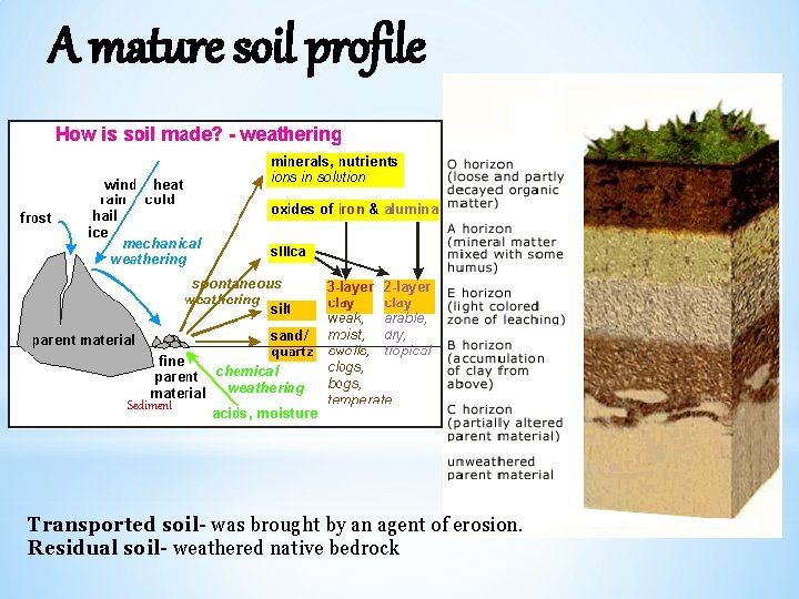 A mature soil profile Sediment Transported soil- was brought by an agent of erosion.