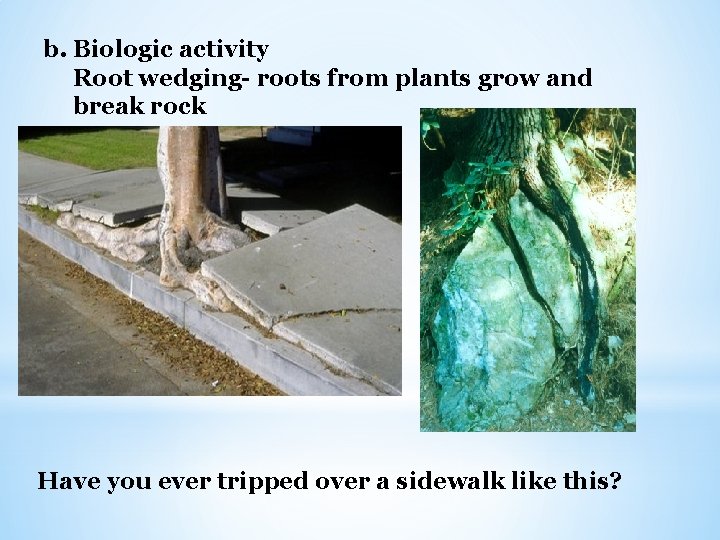 b. Biologic activity Root wedging- roots from plants grow and break rock Have you