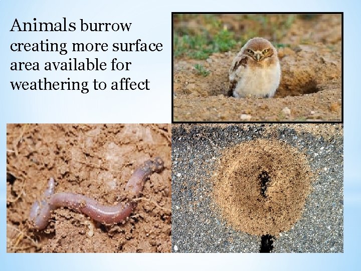 Animals burrow creating more surface area available for weathering to affect 