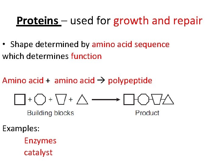 Proteins – used for growth and repair • Shape determined by amino acid sequence