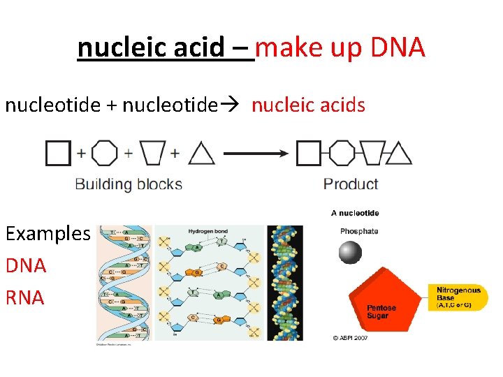 nucleic acid – make up DNA nucleotide + nucleotide nucleic acids Examples: DNA RNA