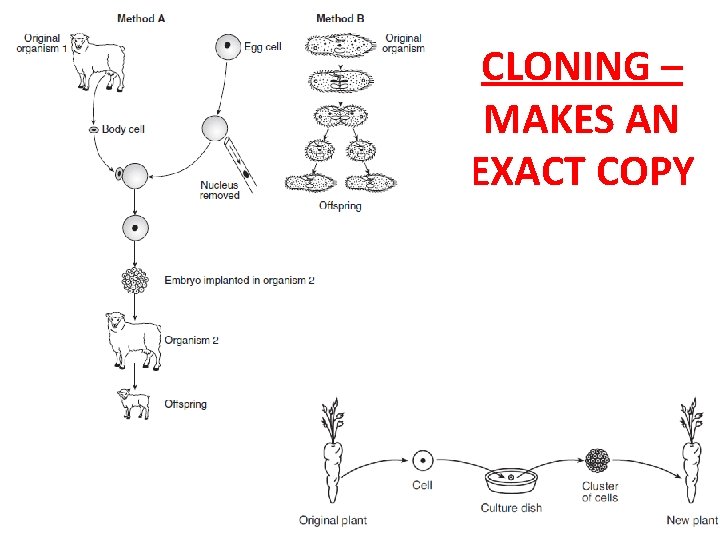 CLONING – MAKES AN EXACT COPY CLONING – MAKES AN EXACT COPY