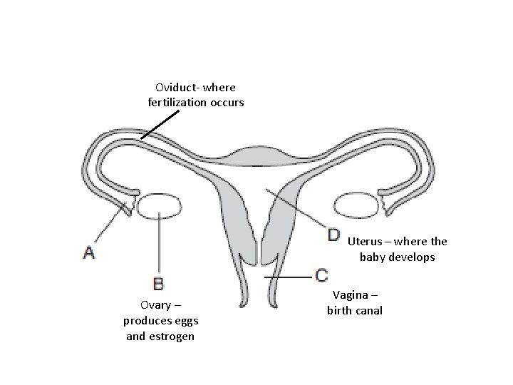 Oviduct- where fertilization occurs Uterus – where the baby develops Ovary – produces eggs