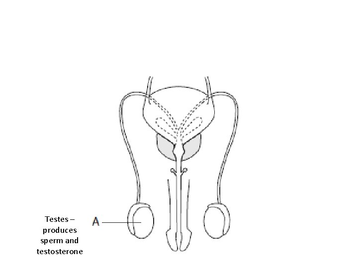 Testes – produces sperm and testosterone 