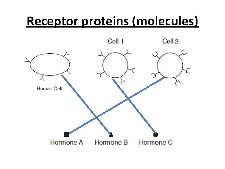 Receptor proteins (molecules) 