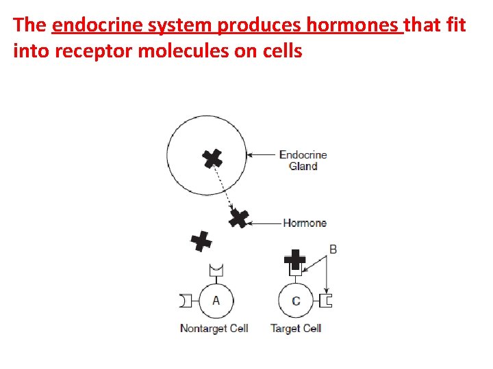 The endocrine system produces hormones that fit into receptor molecules on cells 