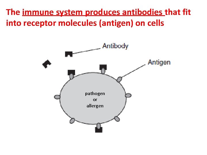 The immune system produces antibodies that fit into receptor molecules (antigen) on cells pathogen