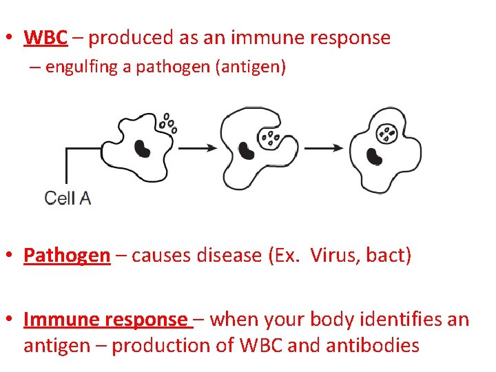  • WBC – produced as an immune response – engulfing a pathogen (antigen)