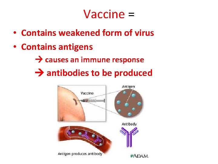 Vaccine = • Contains weakened form of virus • Contains antigens causes an immune