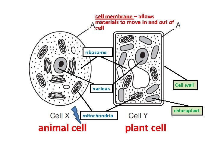 cell membrane – allows materials to move in and out of cell ribosome Cell cell membrane – allows materials to move in and out of cell ribosome Cell