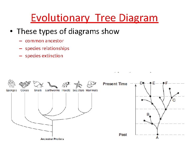 Evolutionary Tree Diagram • These types of diagrams show – common ancestor – species