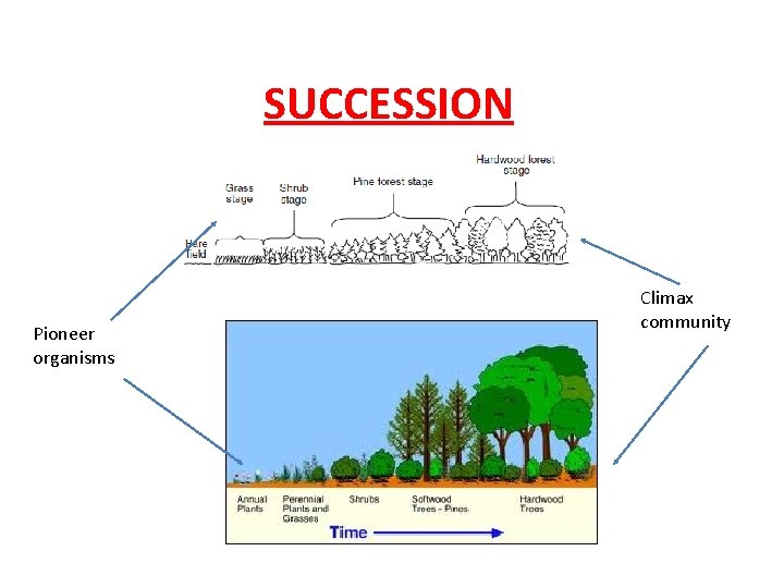 SUCCESSION Pioneer organisms Climax community 