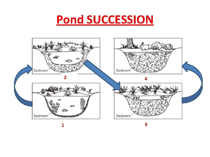 Pond SUCCESSION 2 1 4 3 