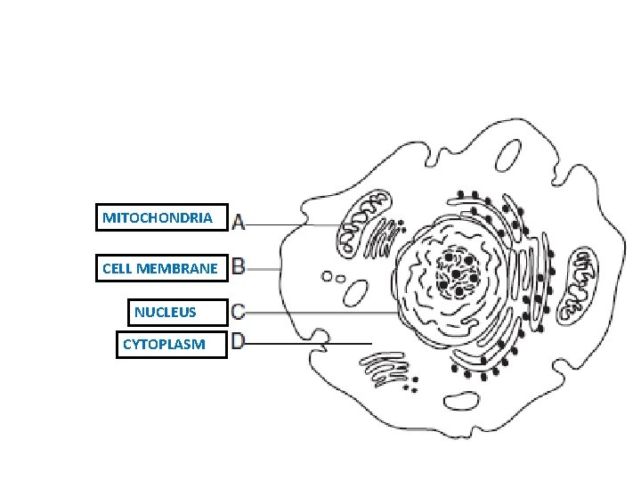 MITOCHONDRIA CELL MEMBRANE NUCLEUS CYTOPLASM 