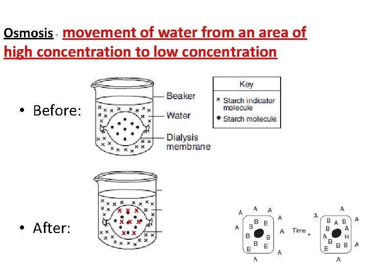 Osmosis - movement of water from an area of high concentration to low concentration