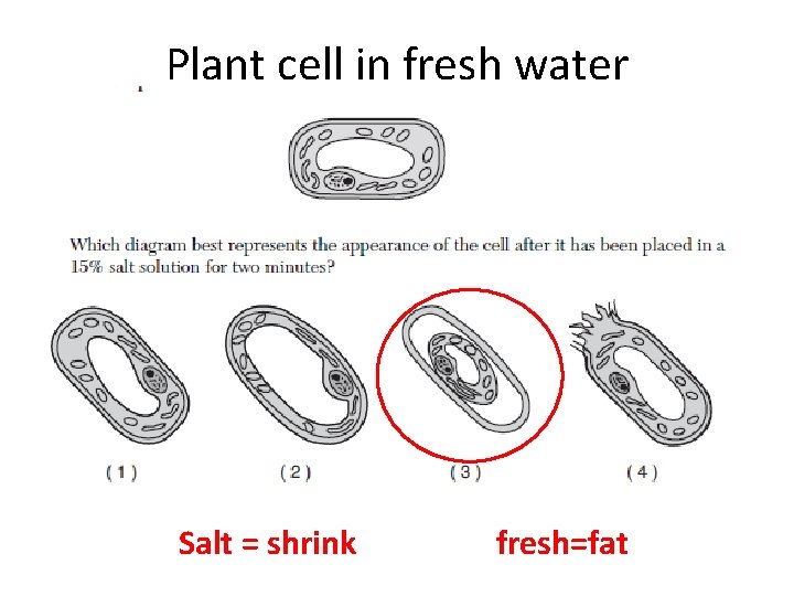 Plant cell in fresh water Salt = shrink fresh=fat 