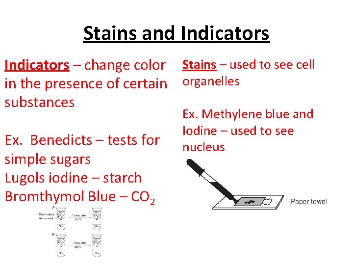 Stains and Indicators – change color Stains – used to see cell in the