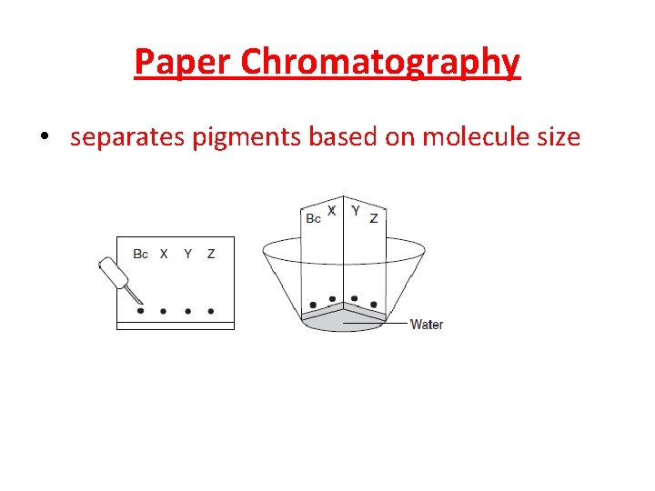 Paper Chromatography • separates pigments based on molecule size Paper Chromatography • separates pigments based on molecule size