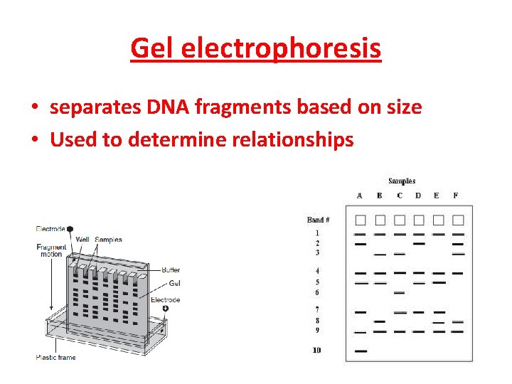 Gel electrophoresis • separates DNA fragments based on size • Used to determine relationships