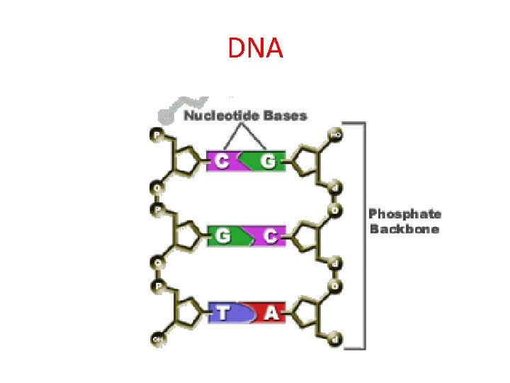 DNA 