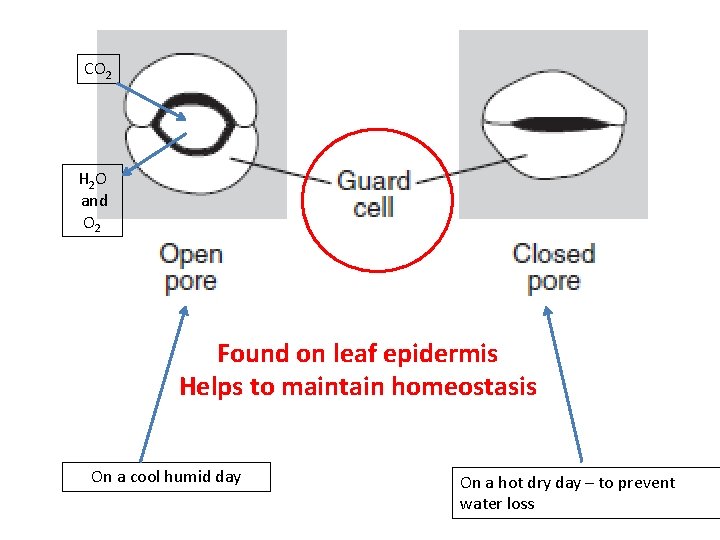 CO 2 H 2 O and O 2 Found on leaf epidermis Helps to