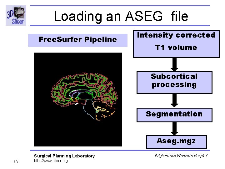 Loading an ASEG file Free. Surfer Pipeline Intensity corrected T 1 volume Subcortical processing