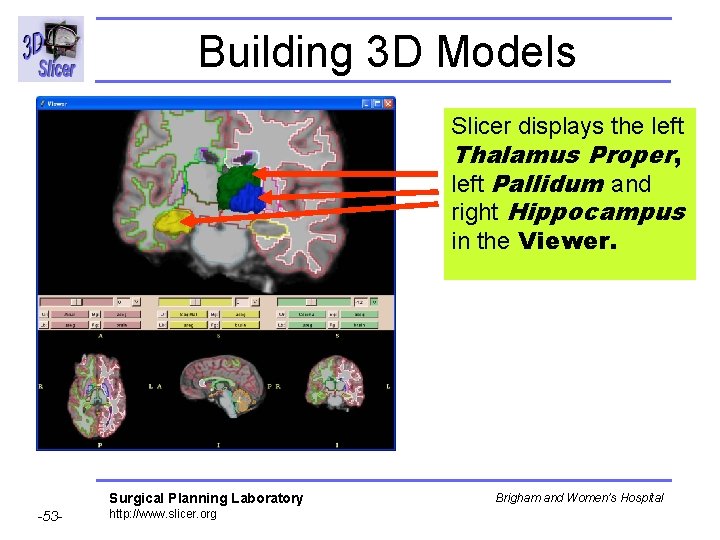 Building 3 D Models Slicer displays the left Thalamus Proper, left Pallidum and right
