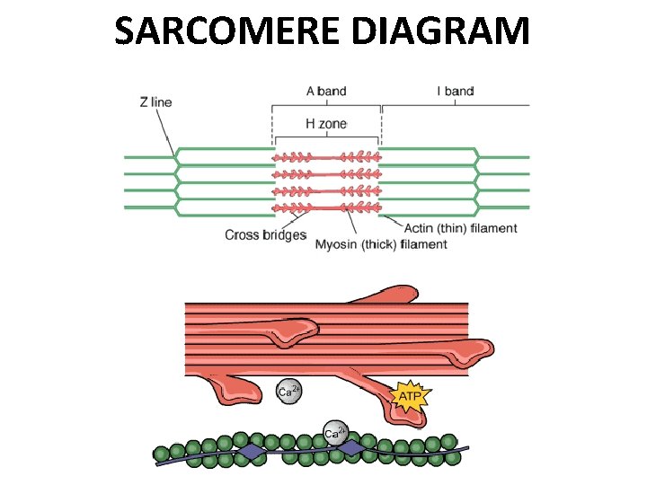 SARCOMERE DIAGRAM 