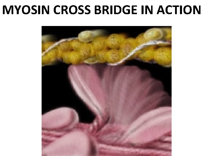 MYOSIN CROSS BRIDGE IN ACTION 