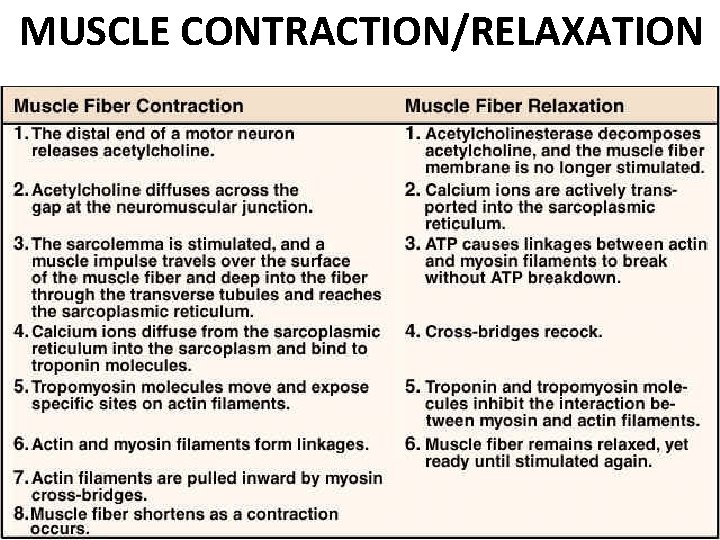 MUSCLE CONTRACTION/RELAXATION 