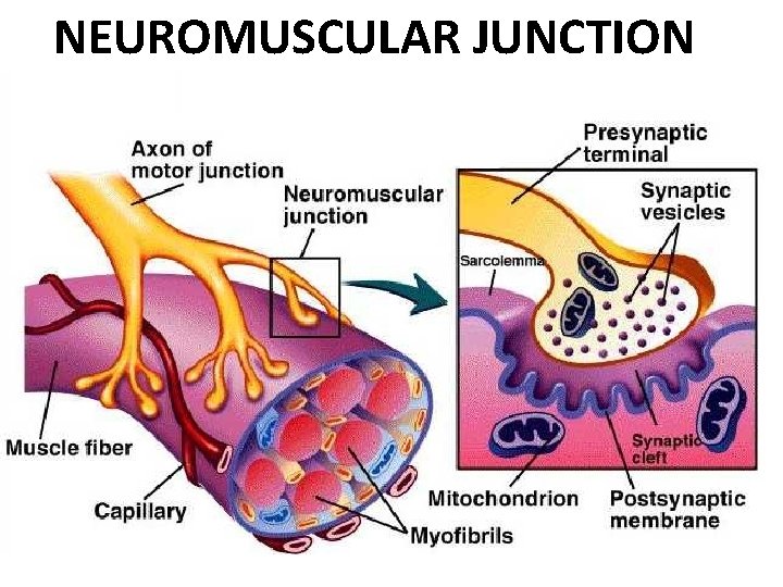 NEUROMUSCULAR JUNCTION 