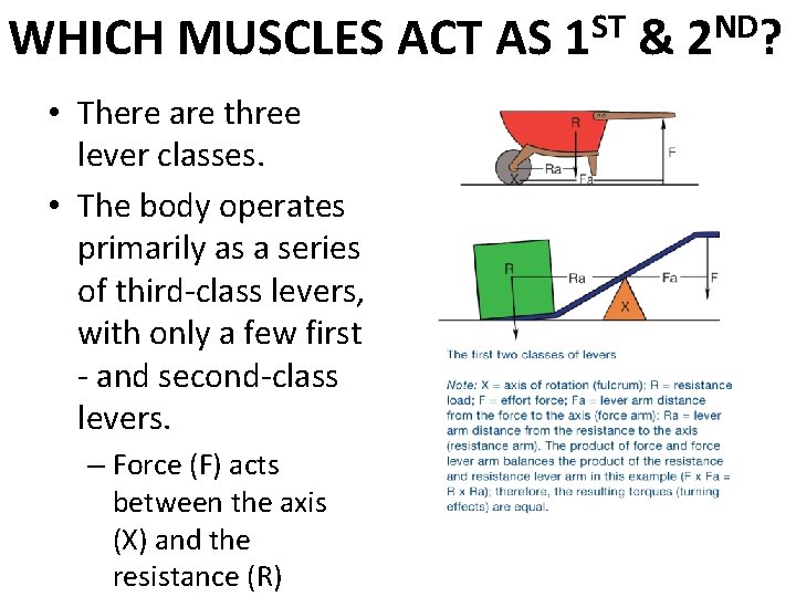 WHICH MUSCLES ACT AS • There are three lever classes. • The body operates