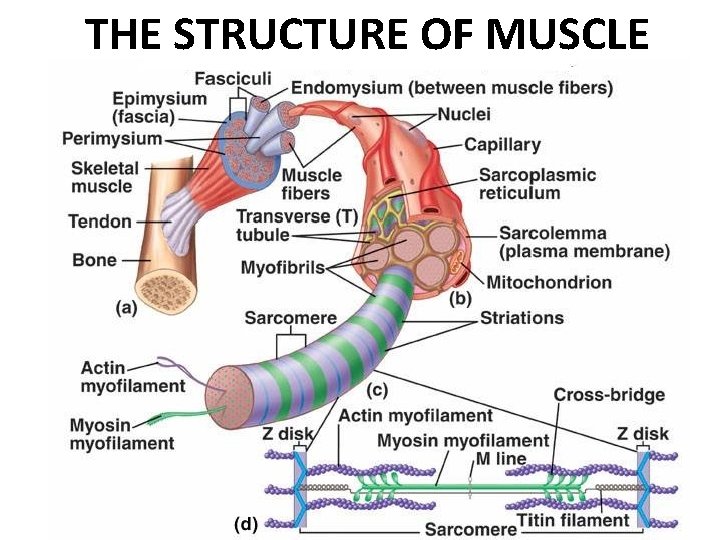 THE STRUCTURE OF MUSCLE 