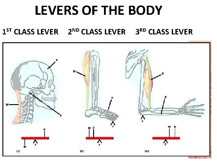 LEVERS OF THE BODY 1 ST CLASS LEVER 2 ND CLASS LEVER 3 RD