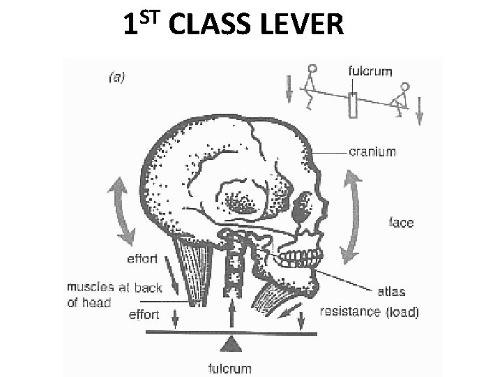 ST 1 CLASS LEVER 