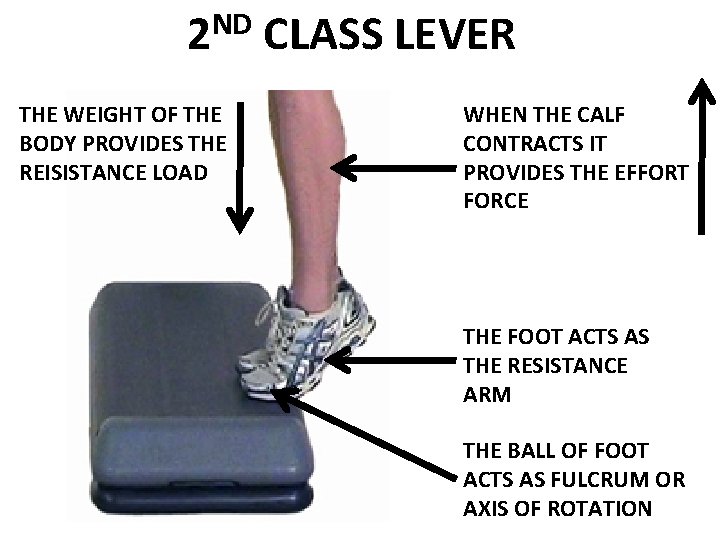 ND 2 THE WEIGHT OF THE BODY PROVIDES THE REISISTANCE LOAD CLASS LEVER WHEN