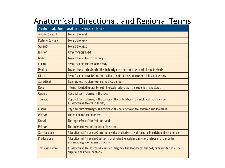Anatomical, Directional, and Regional Terms 