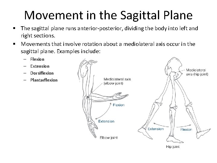 Movement in the Sagittal Plane § The sagittal plane runs anterior-posterior, dividing the body