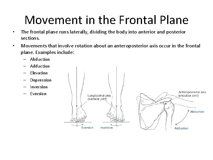 Movement in the Frontal Plane • • The frontal plane runs laterally, dividing the