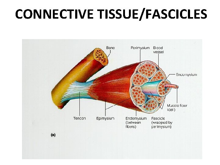 CONNECTIVE TISSUE/FASCICLES 