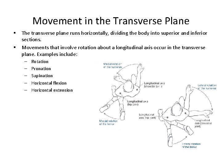 Movement in the Transverse Plane § § The transverse plane runs horizontally, dividing the