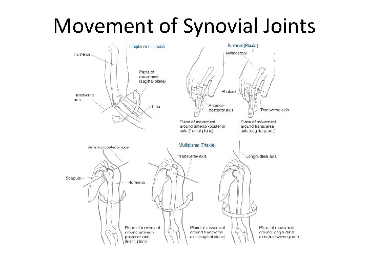 Movement of Synovial Joints 