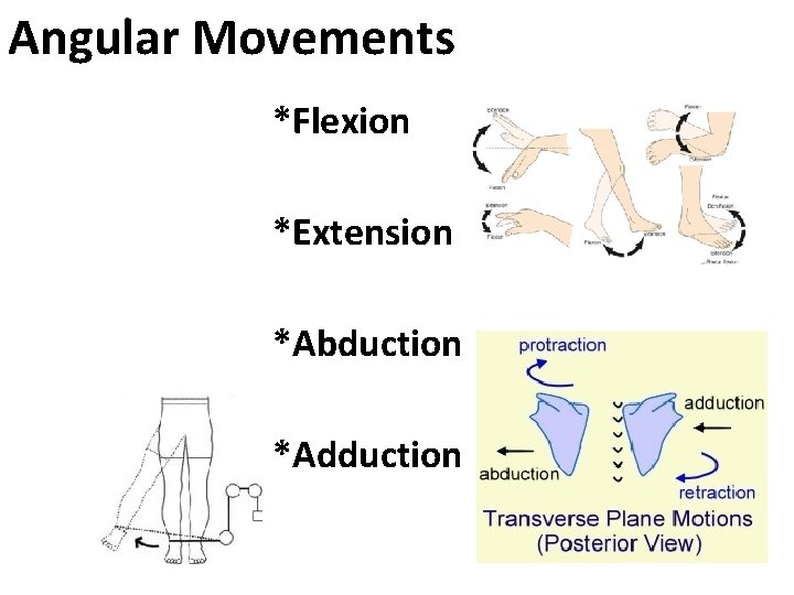 Angular Movements *Flexion *Extension *Abduction *Adduction 